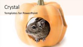  Presentation with orange - Cool new slide deck with adorable orange pumpkin-looking house backdrop and a blonde colored foreground