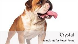  Presentation with what is english literature - PPT theme enhanced with adorable panting english bulldog looks background and a white colored foreground