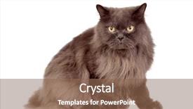  Presentation with persian - Cool new PPT theme with adorable persian cat isolated backdrop and a violet colored foreground