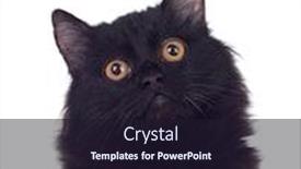  Presentation with persian - Beautiful theme featuring adorable-persian-cat-isolated backdrop and a wine colored foreground