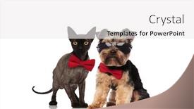  Presentation with standing sitting - Cool new slide deck with adorable pet couple wearing bowties and sunglasses standing and sitting on white background backdrop and a white colored foreground