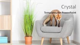  Presentation with fox - Audience pleasing presentation design consisting of adorable pet fox on armchair indoors backdrop and a white colored foreground