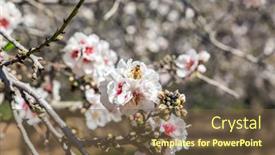  Presentation with decorate - Theme having adorable-pink-and-white-almond background and a tawny brown colored foreground