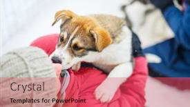  Presentation with husky - Slide set enhanced with adorable-pre-teen-girl-cuddling background and a red colored foreground