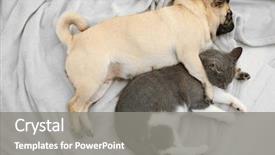  Presentation with cat dog - PPT theme consisting of adorable pug and cute cat background and a gray colored foreground