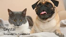  Presentation with cat dog - Audience pleasing PPT layouts consisting of adorable pug and cute cat backdrop and a mint green colored foreground