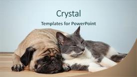  Presentation with cat dog - Cool new PPT theme with adorable pug and cute cat backdrop and a sky blue colored foreground