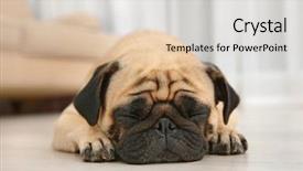  Presentation with floor - Audience pleasing presentation theme consisting of adorable pug dog lying backdrop and a lemonade colored foreground