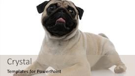  Presentation with studio - PPT theme enhanced with adorable-pug-panting-and-looking background and a mint green colored foreground