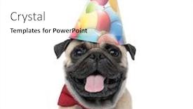  Presentation with tongue - Slide set with adorable pug panting and sticking out tongue wearing red bowtie and birthday hat sitting isolated on white background portrait background and a white colored foreground