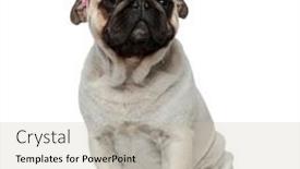  Presentation with crown - Slide deck enhanced with adorable-pug-puppy-wearing background and a soft green colored foreground