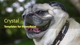  Presentation with filter - Presentation theme enhanced with adorable pug sitting in a park with aviator goggles on toned with a vintage retro filter background and a tawny brown colored foreground