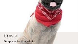  Presentation with tongue - Beautiful slide deck featuring adorable pug wearing red bandana backdrop and a mint green colored foreground