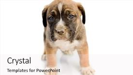  Presentation with boxer - Beautiful slides featuring adorable puppy boxer on white background backdrop and a white colored foreground