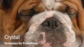  Presentation with english bulldog - Colorful presentation enhanced with adorable red brindle english bulldog backdrop and a  colored foreground