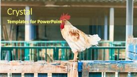  Presentation with farm - Theme having adorable-rooster-at-the-farm background and a tawny brown colored foreground