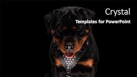  Presentation with deutsche deutsch rottweiler guard dog - Presentation enhanced with adorable-rottweiler-dog-looking-down background and a black colored foreground