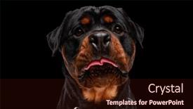  Presentation with dog food - PPT theme enhanced with adorable-rottweiler-dog-looking-up background and a wine colored foreground