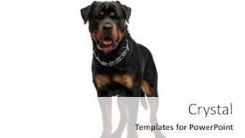  Presentation with deutsche deutsch rottweiler guard dog - Theme enhanced with adorable-rottweiler-dog-wearing-collar background and a white colored foreground