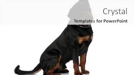  Presentation with rottweiler puppy - Slides with adorable-rottweiler-puppy-with-collar background and a white colored foreground