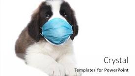  Presentation with saint - Presentation enhanced with adorable-saint-bernard-puppy-sitting background and a white colored foreground