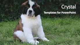  Presentation with saint - Presentation consisting of adorable saint bernard puppy background and a dark gray colored foreground