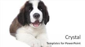  Presentation with cake grain and saint - Colorful presentation theme enhanced with adorable saint bernard purebred puppy backdrop and a white colored foreground