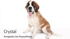  Presentation with cake grain and saint - Audience pleasing presentation design consisting of adorable saint bernard purebred puppy backdrop and a  colored foreground