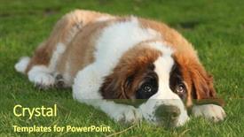  Presentation with cake grain and saint - Colorful slide set enhanced with adorable saint bernard purebred puppy backdrop and a tawny brown colored foreground