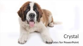  Presentation with saint - Beautiful presentation theme featuring adorable saint bernard purebred puppy backdrop and a  colored foreground