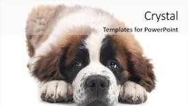  Presentation with saint - Slides with adorable saint bernard purebred puppy background and a  colored foreground