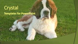  Presentation with saint - Colorful theme enhanced with adorable saint bernard purebred puppy backdrop and a tawny brown colored foreground
