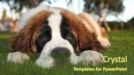  Presentation with saint - Audience pleasing slides consisting of adorable saint bernard purebred puppy backdrop and a tawny brown colored foreground