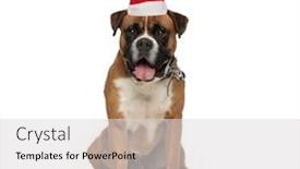  Presentation with boxer - Slides featuring adorable-santa-claus-boxer-puppy background and a light gray colored foreground
