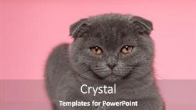  Presentation with pink cat - Theme enhanced with adorable-scotish-fold-cat-laying background and a dark gray colored foreground