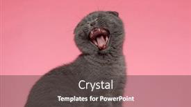  Presentation with pink cat - Presentation theme consisting of adorable-scotish-fold-cat-meowning background and a dark gray colored foreground