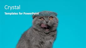  Presentation with fold - Presentation design consisting of adorable-scotish-fold-kitty-licking background and a teal colored foreground