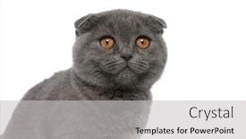  Presentation with fold - PPT theme featuring adorable-scotish-fold-kitty-looking background and a light gray colored foreground