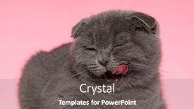  Presentation with fold - Beautiful slide set featuring adorable-scotish-fold-pussycat-licking backdrop and a dark gray colored foreground
