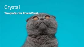  Presentation with fold - Cool new theme with adorable-scotish-fold-pussycat-looking backdrop and a teal colored foreground