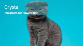  Presentation with fold - Slide deck enhanced with adorable-scotish-fold-pussycat-meowning background and a teal colored foreground