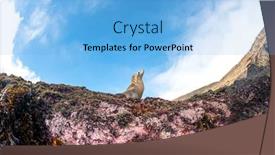  Presentation with lion - Cool new PPT theme with adorable-sea-lion-in-southern backdrop and a light blue colored foreground