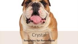  Presentation with english bulldog - Presentation theme having adorable seated english bulldog with mouth open and tongue exposed on white background background and a coral colored foreground