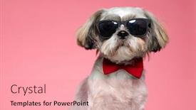  Presentation with super hero dog red - PPT layouts having adorable-shih-tzu-dog-wearing background and a coral colored foreground