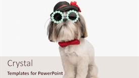  Presentation with dog - Theme consisting of adorable-shih-tzu-dog-wearing background and a soft green colored foreground