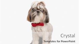  Presentation with eyeglasses - 