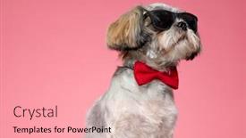  Presentation with puppy - Amazing slide deck having adorable-shih-tzu-puppy-looking backdrop and a coral colored foreground