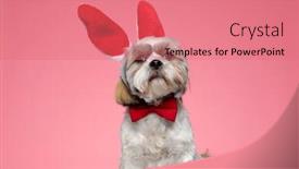 Presentation with puppy - Slide deck with adorable-shih-tzu-puppy-looking background and a coral colored foreground