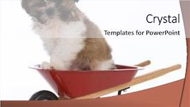  Presentation with puppy - Slide set consisting of adorable shih tzu puppy sitting background and a white colored foreground