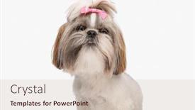  Presentation with tongue - 